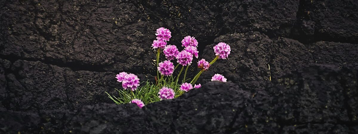 Flores creciendo entre rocas como metáfora visual de resistencias invisibles frente al dolor.